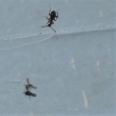 Acanthinus argentinus