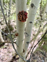 Aceria parapopuli