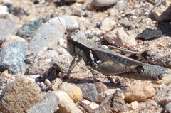 Melanoplus glaucipes
