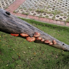 Trametes cinnabarina