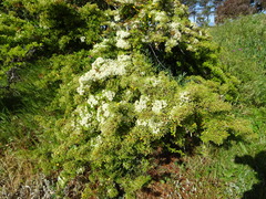 Pyracantha