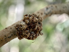Aceria parapopuli