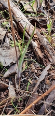 Caladenia atrovespa