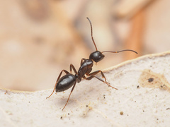 Myrmentoma