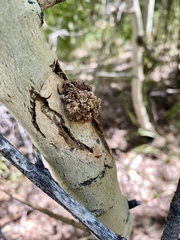 Aceria parapopuli