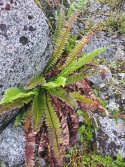 Polystichum lonchitis