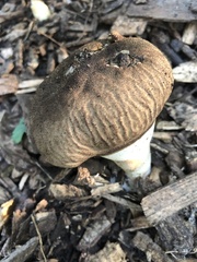 Calvatia craniiformis