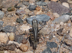 Melanoplus glaucipes