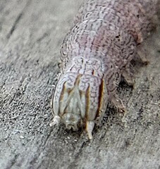 Parallelia bistriaris