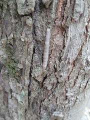 Parallelia bistriaris