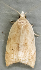 Coelostathma discopunctana