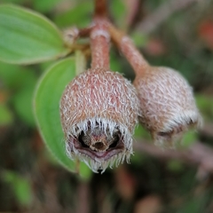 Melastoma