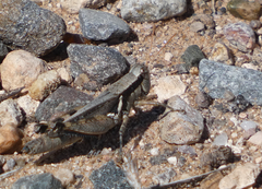Melanoplus glaucipes