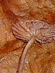 Gymnopus foetidus