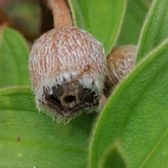 Melastoma