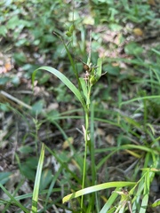 Carex intumescens