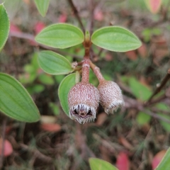 Melastoma