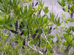 Myrsine cubana