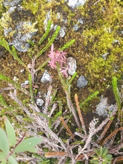 Exobasidium cassiopes