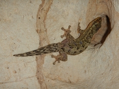 Thecadactylus rapicauda