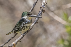 Chloroceryle americana