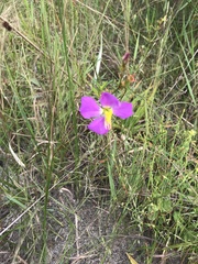 Rhexia cubensis
