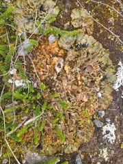 Solorina crocea
