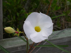 Rhabdadenia biflora