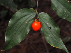 Prosartes hookeri