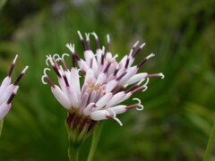 Palafoxia feayi