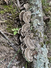 Trametes versicolor
