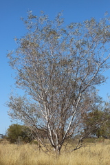 Acacia murrayana