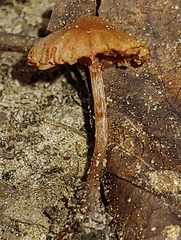 Gymnopus foetidus