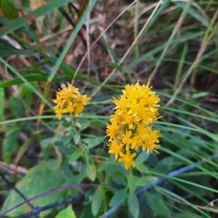 Solidago speciosa