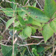 Parallelodiplosis subtruncata