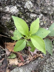 Celastrus orbiculatus