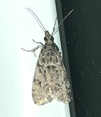 Eudonia heterosalis