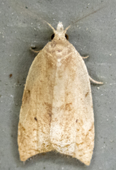 Coelostathma discopunctana