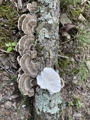 Trametes versicolor