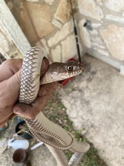 Masticophis flagellum testaceus