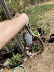 Masticophis flagellum testaceus