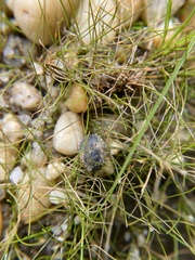 Gelastocoris oculatus