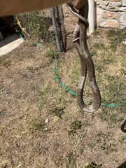 Masticophis flagellum testaceus