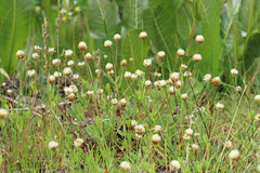 Trifolium longipes