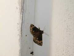 Hypena abalienalis