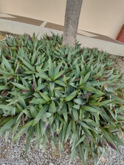 Tradescantia spathacea