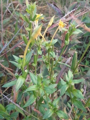 Oenothera oakesiana