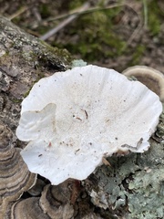 Trametes versicolor