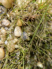 Gelastocoris oculatus