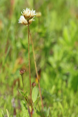 Trifolium longipes